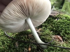 Basidiomycota