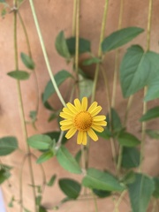 Melampodium divaricatum