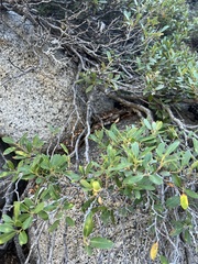 Quercus vacciniifolia