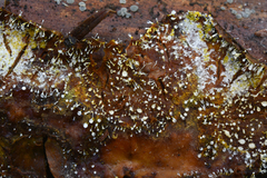 Gliocladium polyporicola