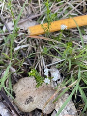 Asperula conferta