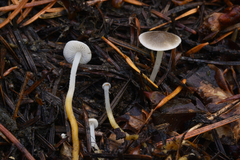 Strobilurus albipilatus