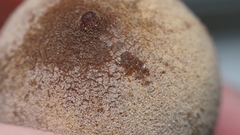 Disholcaspis cinerosa