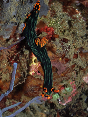 Nembrotha kubaryana