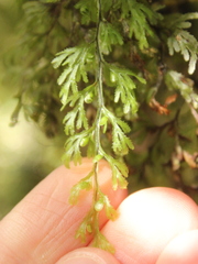 Hymenophyllum multifidum