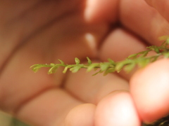 Hymenophyllum multifidum