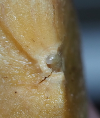 Disholcaspis cinerosa