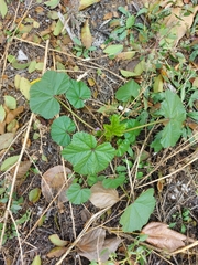 Malva verticillata