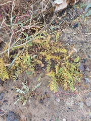 Sibbaldianthe bifurca