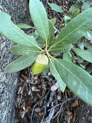 Quercus vacciniifolia