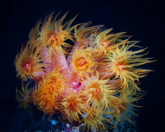 Tubastraea coccinea