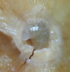 Disholcaspis cinerosa