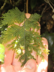 Hymenophyllum scabrum