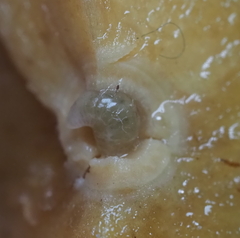 Disholcaspis cinerosa