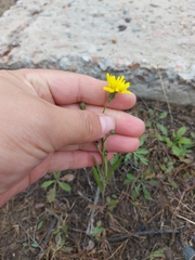 Crepis tectorum