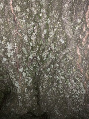 Lecanora thysanophora