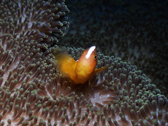 Amphiprion sandaracinos