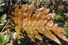 Blechnum montanum