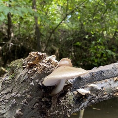 Pluteus cervinus