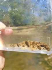 Hypentelium nigricans