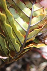 Blechnum montanum