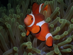 Amphiprion ocellaris