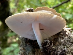 Pluteus cervinus