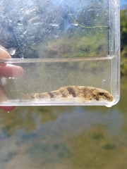 Hypentelium nigricans