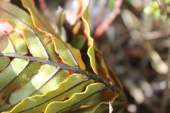Blechnum montanum