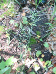Festuca rubra