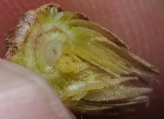 Andricus quercusfoliatus