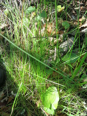 Festuca rubra