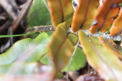 Blechnum montanum