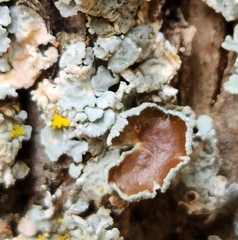 Punctelia bolliana