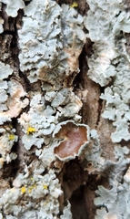 Punctelia bolliana