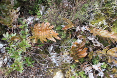 Blechnum montanum