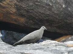 Petrophassa albipennis