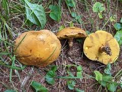 Suillus clintonianus