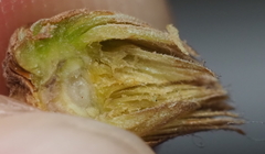 Andricus quercusfoliatus