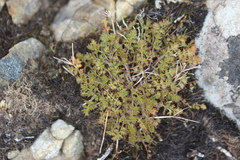 Chaerophyllum colensoi