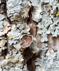 Punctelia bolliana