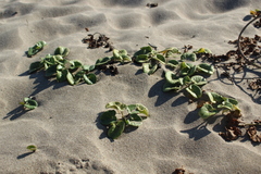Calystegia soldanella