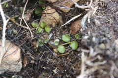 Lobelia angulata