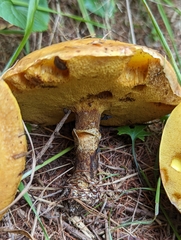 Suillus clintonianus