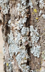 Punctelia bolliana