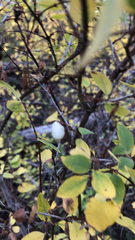 Symphoricarpos rotundifolius