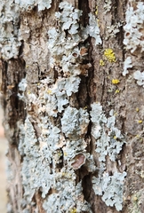 Punctelia bolliana