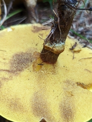Suillus clintonianus