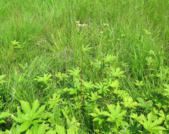 Filipendula palmata