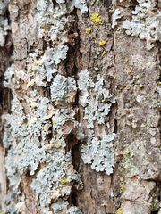 Punctelia bolliana